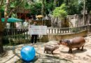 SUI meme $HIPPO enters into charity partnership with Moo Deng’s zoo